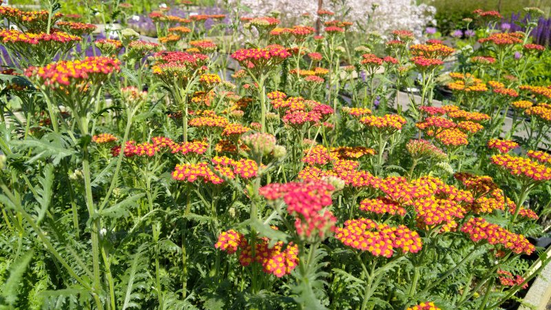 Achillea 'Walter Funcke' Raudrohi